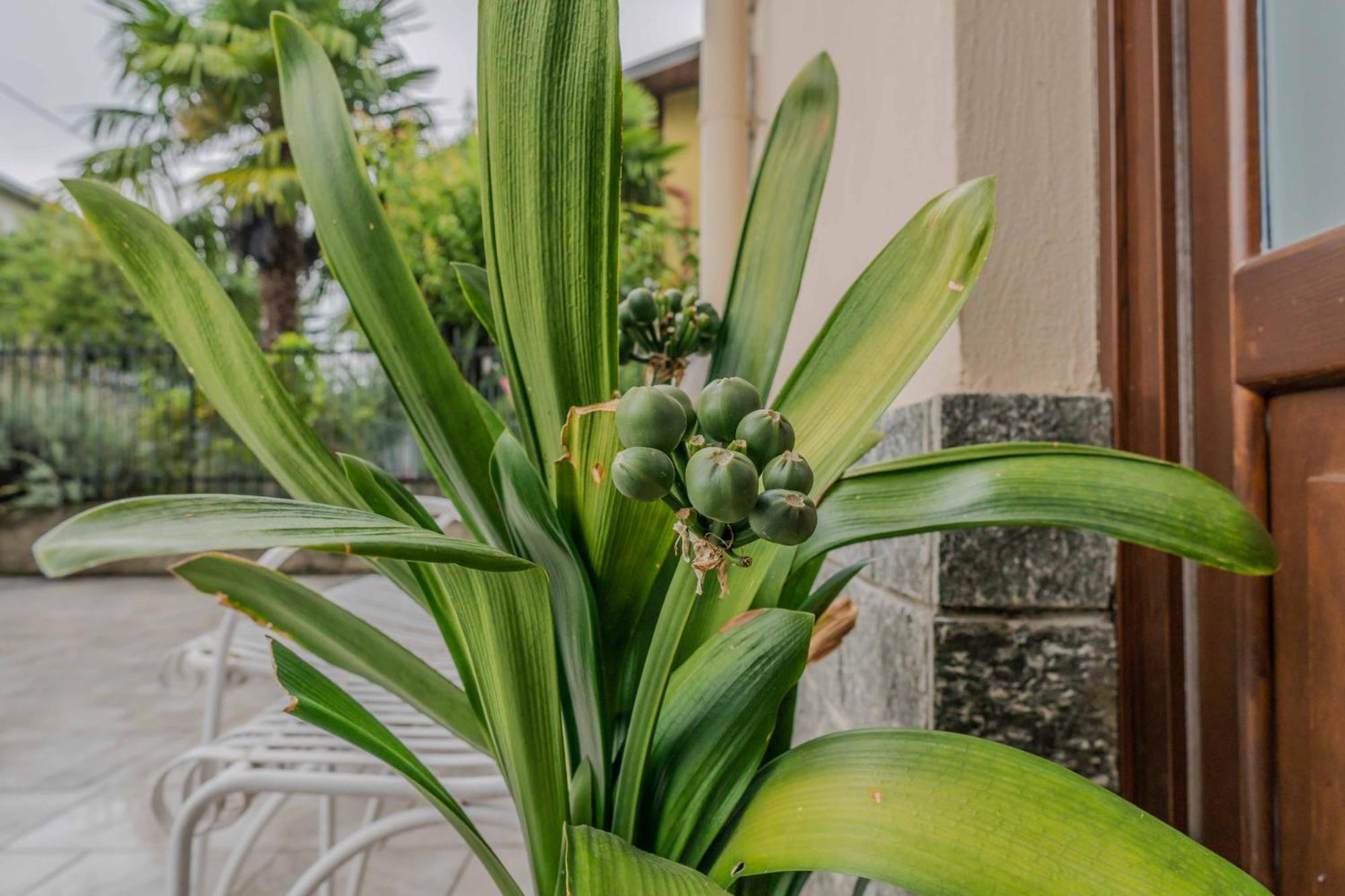 Il Giardino Di Alfonso - Malpensa Airport Relax Apartment Samarate ภายนอก รูปภาพ
